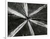 Wood, 1972-Brett Weston-Framed Photographic Print