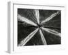 Wood, 1972-Brett Weston-Framed Photographic Print