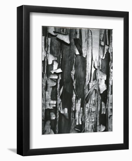 Wood and Cracked Paint, c. 1975-Brett Weston-Framed Premium Photographic Print