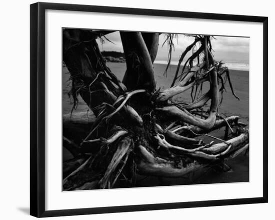 Wood and Sand, Alaska, c. 1970-Brett Weston-Framed Photographic Print