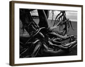 Wood and Sand, Alaska, c. 1970-Brett Weston-Framed Photographic Print