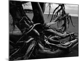 Wood and Sand, Alaska, c. 1970-Brett Weston-Mounted Photographic Print