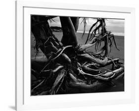 Wood and Sand, Alaska, c. 1970-Brett Weston-Framed Photographic Print