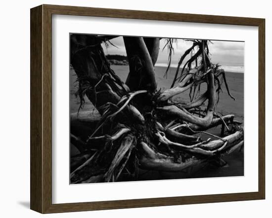 Wood and Sand, Alaska, c. 1970-Brett Weston-Framed Premium Photographic Print