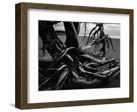 Wood and Sand, Alaska, c. 1970-Brett Weston-Framed Photographic Print