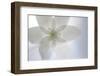 Wood Anemone (Anemone Nemorosa) Flower, Kallhall, Uppland Sweden, May 2009-Widstrand-Framed Photographic Print