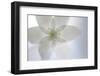 Wood Anemone (Anemone Nemorosa) Flower, Kallhall, Uppland Sweden, May 2009-Widstrand-Framed Photographic Print