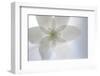 Wood Anemone (Anemone Nemorosa) Flower, Kallhall, Uppland Sweden, May 2009-Widstrand-Framed Photographic Print