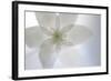 Wood Anemone (Anemone Nemorosa) Flower, Kallhall, Uppland Sweden, May 2009-Widstrand-Framed Photographic Print