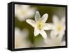 Wood Anemone, Devon, UK-Ross Hoddinott-Framed Stretched Canvas