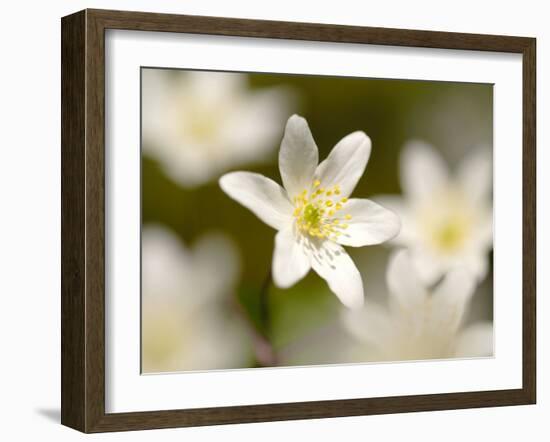 Wood Anemone, Devon, UK-Ross Hoddinott-Framed Photographic Print