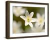 Wood Anemone, Devon, UK-Ross Hoddinott-Framed Photographic Print