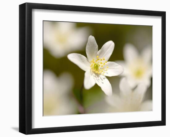 Wood Anemone, Devon, UK-Ross Hoddinott-Framed Photographic Print