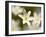 Wood Anemone, Devon, UK-Ross Hoddinott-Framed Photographic Print