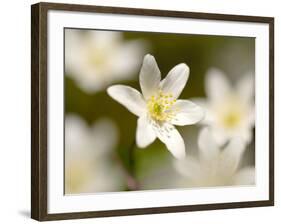 Wood Anemone, Devon, UK-Ross Hoddinott-Framed Photographic Print