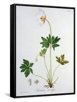 Wood Anemone from Phytographie Medicale by Joseph Roques-L.f.j. Hoquart-Framed Stretched Canvas