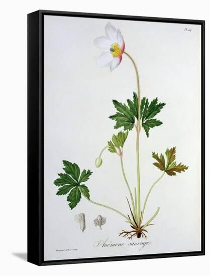 Wood Anemone from Phytographie Medicale by Joseph Roques-L.f.j. Hoquart-Framed Stretched Canvas