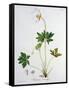 Wood Anemone from Phytographie Medicale by Joseph Roques-L.f.j. Hoquart-Framed Stretched Canvas