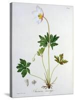 Wood Anemone from Phytographie Medicale by Joseph Roques-L.f.j. Hoquart-Stretched Canvas