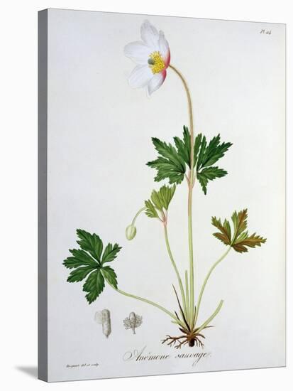 Wood Anemone from Phytographie Medicale by Joseph Roques-L.f.j. Hoquart-Stretched Canvas