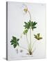 Wood Anemone from Phytographie Medicale by Joseph Roques-L.f.j. Hoquart-Stretched Canvas