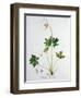 Wood Anemone from Phytographie Medicale by Joseph Roques-L.f.j. Hoquart-Framed Giclee Print