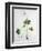 Wood Anemone from Phytographie Medicale by Joseph Roques-L.f.j. Hoquart-Framed Giclee Print