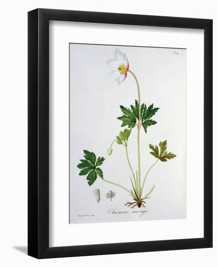 Wood Anemone from Phytographie Medicale by Joseph Roques-L.f.j. Hoquart-Framed Giclee Print