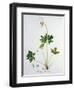 Wood Anemone from Phytographie Medicale by Joseph Roques-L.f.j. Hoquart-Framed Giclee Print