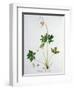 Wood Anemone from Phytographie Medicale by Joseph Roques-L.f.j. Hoquart-Framed Giclee Print