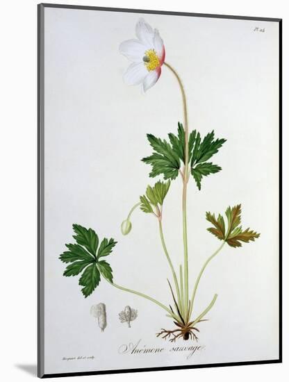Wood Anemone from Phytographie Medicale by Joseph Roques-L.f.j. Hoquart-Mounted Giclee Print