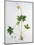 Wood Anemone from Phytographie Medicale by Joseph Roques-L.f.j. Hoquart-Mounted Giclee Print