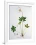 Wood Anemone from Phytographie Medicale by Joseph Roques-L.f.j. Hoquart-Framed Giclee Print