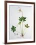 Wood Anemone from Phytographie Medicale by Joseph Roques-L.f.j. Hoquart-Framed Giclee Print