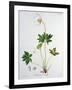 Wood Anemone from Phytographie Medicale by Joseph Roques-L.f.j. Hoquart-Framed Giclee Print