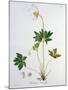 Wood Anemone from Phytographie Medicale by Joseph Roques-L.f.j. Hoquart-Mounted Giclee Print