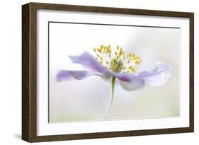 Wood Anemone-Mandy Disher-Framed Giclee Print