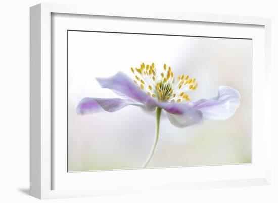 Wood Anemone-Mandy Disher-Framed Giclee Print