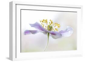 Wood Anemone-Mandy Disher-Framed Giclee Print