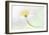 Wood Anemone-Jacky Parker-Framed Giclee Print