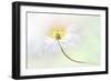 Wood Anemone-Jacky Parker-Framed Giclee Print