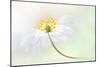 Wood Anemone-Jacky Parker-Mounted Giclee Print