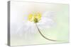 Wood Anemone-Jacky Parker-Stretched Canvas