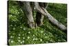 Wood Anemones (Anemone Nemorosa) Flowering around Partially Fallen Tree, Matsalu Np, Estonia, May-Rautiainen-Stretched Canvas