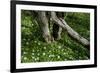 Wood Anemones (Anemone Nemorosa) Flowering around Partially Fallen Tree, Matsalu Np, Estonia, May-Rautiainen-Framed Photographic Print