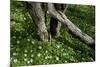 Wood Anemones (Anemone Nemorosa) Flowering around Partially Fallen Tree, Matsalu Np, Estonia, May-Rautiainen-Mounted Photographic Print