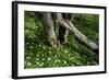 Wood Anemones (Anemone Nemorosa) Flowering around Partially Fallen Tree, Matsalu Np, Estonia, May-Rautiainen-Framed Photographic Print