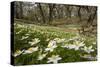 Wood Anemones (Anemone Nemorosa) Growing in Profusion on Woodland Floor, Scotland, UK, May 2010-Mark Hamblin-Stretched Canvas