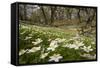 Wood Anemones (Anemone Nemorosa) Growing in Profusion on Woodland Floor, Scotland, UK, May 2010-Mark Hamblin-Framed Stretched Canvas