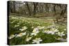 Wood Anemones (Anemone Nemorosa) Growing in Profusion on Woodland Floor, Scotland, UK, May 2010-Mark Hamblin-Stretched Canvas